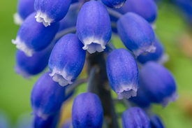 Violette Blüten einer Traubenhyazinthe/12823961